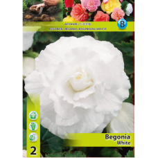 Begonia Grandiflora Double, Mukulabegonia valkoinen, 1 kpl. Begonia Grandiflora Double, Mukulabegonia valkoinen, 1 kpl.