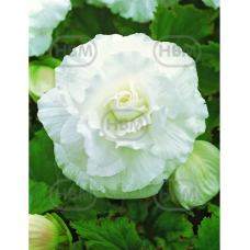 Begonia Grandiflora Double, Mukulabegonia valkoinen, 1 kpl.