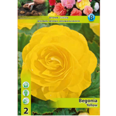 Mukulabegonia (Begonia Grandiflora Double) keltainen, 1 kpl