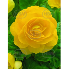 Mukulabegonia (Begonia Grandiflora Double) keltainen, 1 kpl