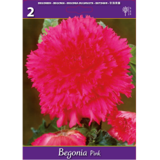 Begonia Fimbriata vaaleanpunainen, 2 kpl