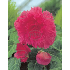 Begonia Fimbriata vaaleanpunainen, 1 kpl