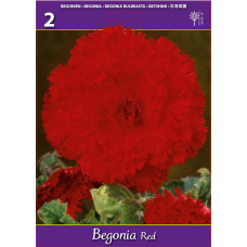Begonia Fimbriata punainen, 2 kpl