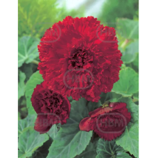 Begonia Fimbriata punainen, 1 kpl