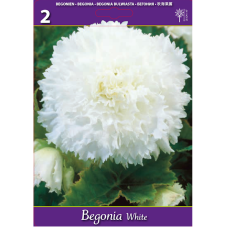 Begonia Fimbriata valkoinen, 2 kpl