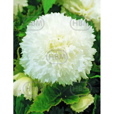Begonia Fimbriata valkoinen, 1 kpl Begonia Fimbriata valkoinen, 1 kpl