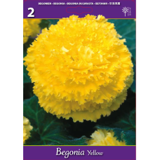 Begonia Fimbriata keltainen, 2 kpl