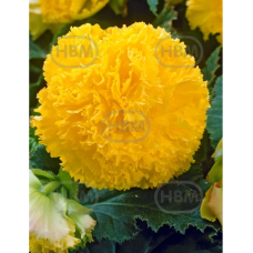 Begonia Fimbriata keltainen, 1 kpl