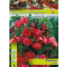 Begonia Pendula, Neitobegonia, vaaleanpunainen, 1 kpl