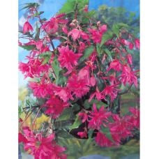 Begonia Pendula, Neitobegonia, vaaleanpunainen, 1 kpl