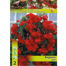 Begonia Pendula, Neitobegonia punainen, 1 kpl