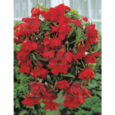 Begonia Pendula, Neitobegonia punainen, 1 kpl