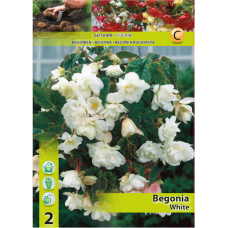 Begonia Pendula, Neitobegonia, valkoinen, 1 kpl 