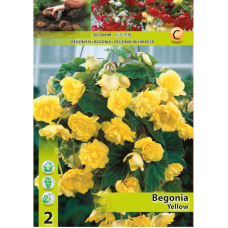 Begonia Pendula, Neitobegonia keltainen, 1 kpl