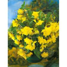 Begonia Pendula, Neitobegonia keltainen, 1 kpl