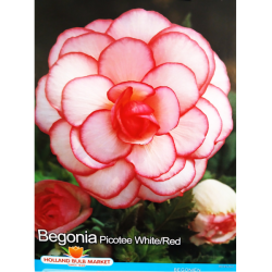 Mukulabegonia, Begonia Bicolor, valkoinen/vaaleanpunainen, 1 kpl