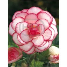 Mukulabegonia, Begonia Bicolor, valkoinen/vaaleanpunainen, 1 kpl Mukulabegonia, Begonia Bicolor, valkoinen/vaaleanpunainen, 1 kpl