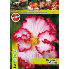 Mukulabegonia, Begonia Bicolor, valkoinen/punainen, 1 kpl