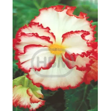 Mukulabegonia, Begonia Bicolor, valkoinen/punainen, 1 kpl Mukulabegonia, Begonia Bicolor, valkoinen/punainen, 1 kpl