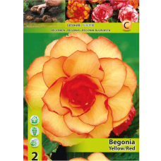 Mukulabegonia, Begonia Bicolor, keltainen/oranssi, 1 kpl