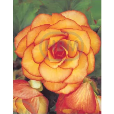 Mukulabegonia, Begonia Bicolor, keltainen/oranssi, 1 kpl