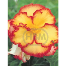 Mukulabegonia, Begonia Bicolor, keltainen/punainen, 1 kpl