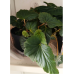 Begonia Pendula, Neitobegonia eli karjalanneito,  vaaleanpunainen, 3 l -astiataimi