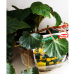 Begonia Pendula, Neitobegonia keltainen, 3-4 kpl 3L- astiataimi