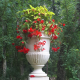Begonias Begonias