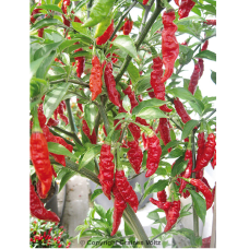 Chili pepper Fruity Volcano, 50 s  