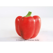 Sweet pepper 'Yolo Wonder', BIO, 1,0 gr