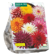 Dahlia Cactus Mixed, Daalia, 3 kpl VIIKON SUPERTARJOUS! 20.04 - 27.04