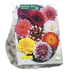 Dahlia Decorative Mixed, Daalia, 3 kpl ALE - 70%!