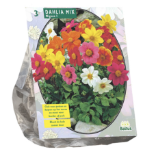 Dahlia Mignon Mix, 3 pc , - 3 L -container plant
