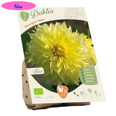 Bio - Lautasdaalia (Dahlia Dinnerplate) Bilbao, 1 kpl NEW!