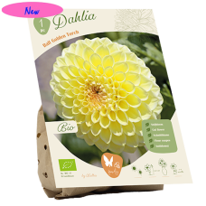 Bio -  Pallodaalia (Dahlia Ball) Golden Torch, 1 kpl NEW!