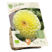 Bio -  Pallodaalia (Dahlia Ball) Golden Torch, 1 kpl NEW!