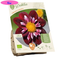 Bio - Collarette Daalia (Dahlia) Fantastico, 1 kpl NEW!