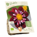 Bio - Collarette Daalia (Dahlia) Fantastico, 1 kpl NEW!