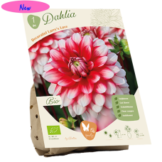 Bio - Koristedaalia (Dahlia Decoratief) 'Larry's Love', 1 kpl NEW!