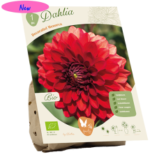 Bio - Koristedaalia (Dahlia Decoratief) Menorca, 1kpl NEW!