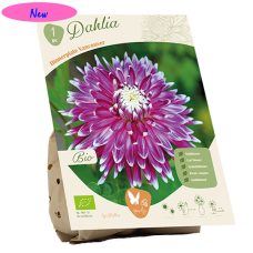 Bio - Lautasdaalia (Dahlia Dinnerplate) Vancouver, 1 kpl NEW!