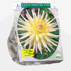 Dahlia Cactus Shooting Star per 1
