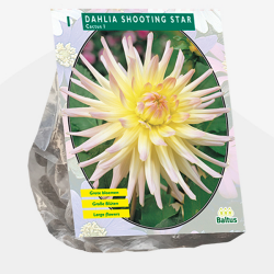 Dahlia Cactus Shooting Star, Kaktusdaalia,1 kpl ALE - 80%!