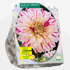 Dahlia Smokey, Koristedaalia,1 kpl