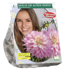 Dahlia Giant Decorative Sir Alfred Ramsey per 1, 3 L pot plant SOLD OUT!