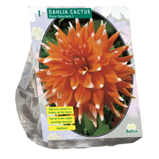 Dahlia Cactus, Kaktusdaalia Colour Spectacle, 1 kpl 