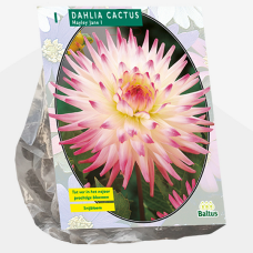 Dahlia Cactus Hayley Jane, Kaktusdaalia,1 kpl TUOTE ON LOPPUUNMYYTY!