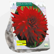 Dahlia Cactus Helga, Kaktusdaalia,1 kpl TUOTE OBN LOPPUUNMYYTY!