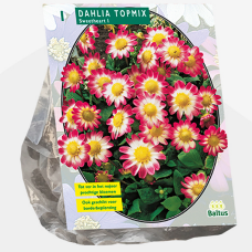 Dahlia Topmix Sweetheart, Topmixdaalia, 1 kpl